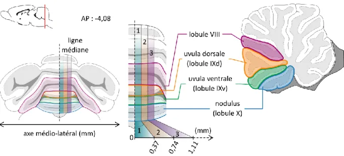 Figure 7: Segmentation théorique médio-latérale et dorso-ventrale du cervelet postérieur