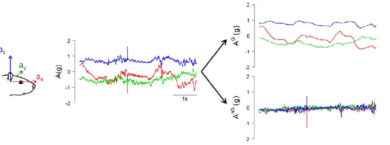 Figure  9  :  Estimation  de  l'accélération  gravitationnelle.  Le  signal  accélérométrique  enregistré  par  le  senseur  inertiel  et  les  organes  otolithiques  de  l’oreille  interne  est  composé  de  l’accélération  gravitationnelle  et  de  l’acc