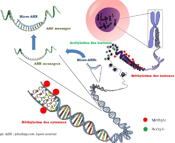 Figure 5 : trois systèmes épigénétiques de régulation (méthylation de l’ADN, code histone et micro-ARNs 