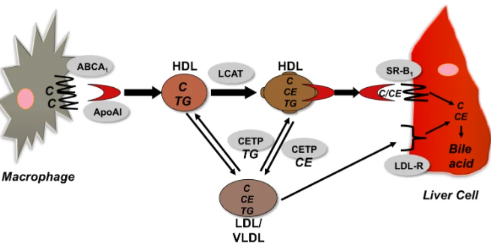 Figure R.1. Le mécanisme de transport inverse de cholestérol 