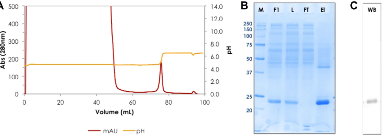 Figure  R.5.  Purification  de  l’rhApoA1  a  l’aide  de  Capto  MMC  :  (A)  Chromatogram,               (B) analyse de SDS-PAGE 12% et (C) Blot western