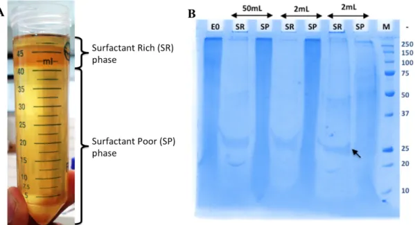 Figure 3.2. Cloud Point Extraction of rhApoA1 from 50ml of P. pastoris expression  broth: (a) Partitioning and (b) 12% SDS-PAGE analysis 