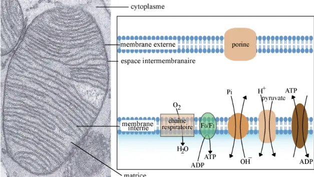 Figure 1 : La mitochondrie et ses transporteurs.