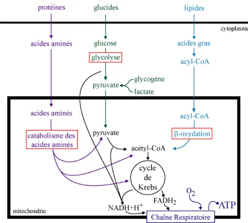 Figure 2 : Le métabolisme cellulaire.