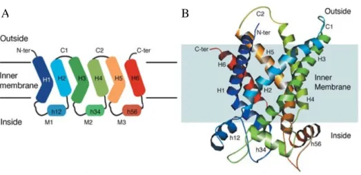 Figure 10 : L’organisation des transporteurs mitochondriaux (Pebay-Peroula et al., Nature, 2003)