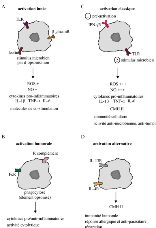 Figure 14 : Les différents modes d’activation des macrophages.