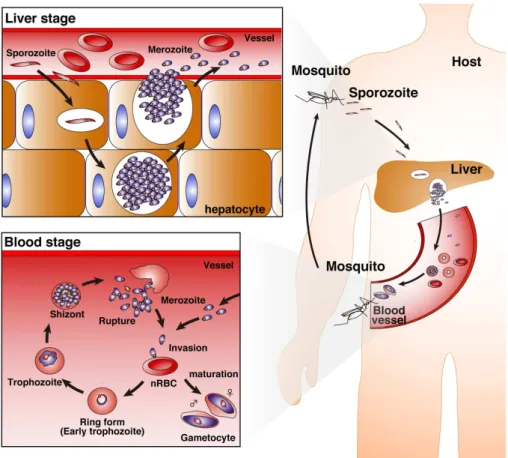 FIGURE 1 | Life cycle of Plasmodium parasites. A bite from a Plasmodium-infected Anopheles mosquito inoculates human hosts with sporozoites in the dermis of skin