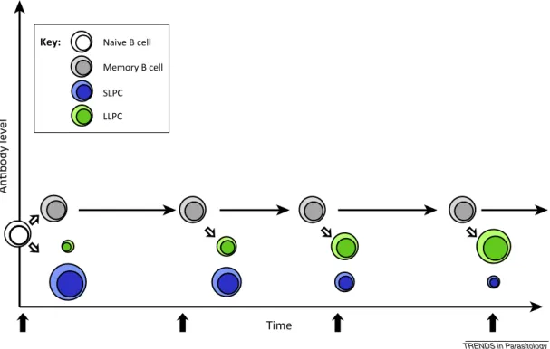 Figure 1. Proposed time/exposure-dependent changes in antibody longevity and plasma cell composition