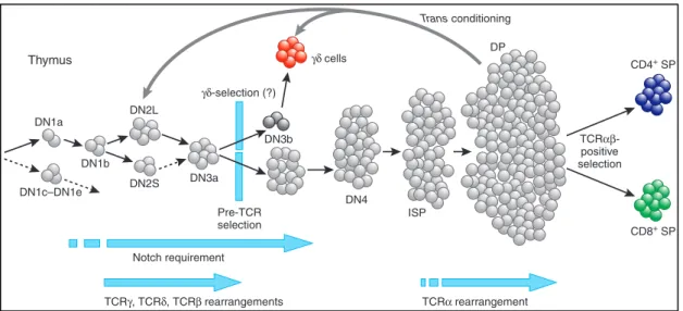 Figure 1  Stages of T cell differentiation. Left, subdivisions of the DN1, DN2 and DN3 stages
