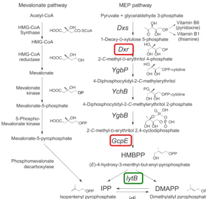 Fig. 1. MEP and mevalonate pathways for isoprenoid biosynthesis. The MEP pathway is found in most Eubacteria (with the notable exception of Gram-positive cocci), apicomplexan protozoa, and chloroplasts, whereas the  mevalo-nate pathway is found in Archaeba