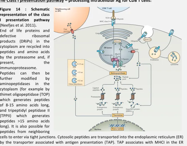 Figure 2 | Complexity of the MHC class I antigen presentation pathway. The life of antigens starts with transcription  and translation