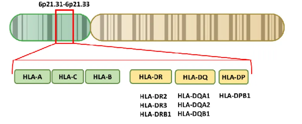 Figure 6. HLA genes associated with SS 