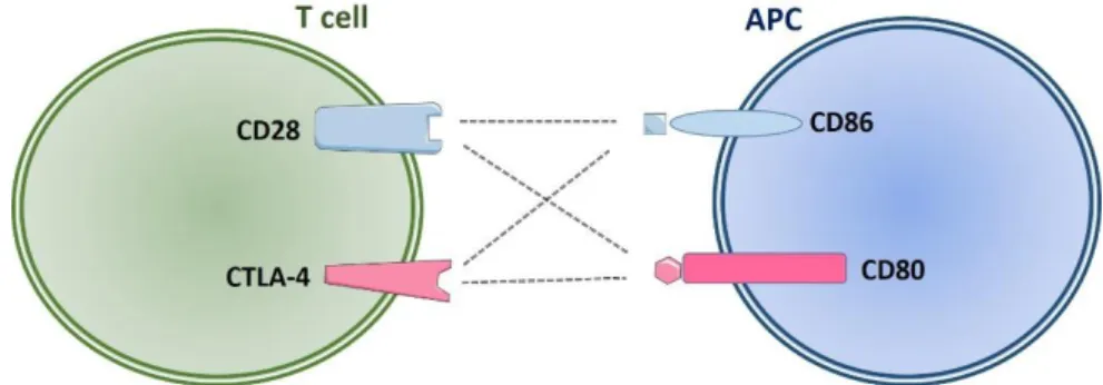 Figure 10. Co-stimulatory signals between T cell and APC 
