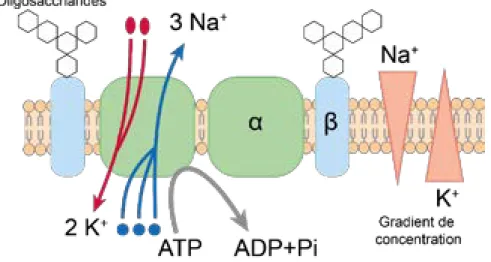 Figure 14: Structure de la pompe Na+/K+-ATPase. 