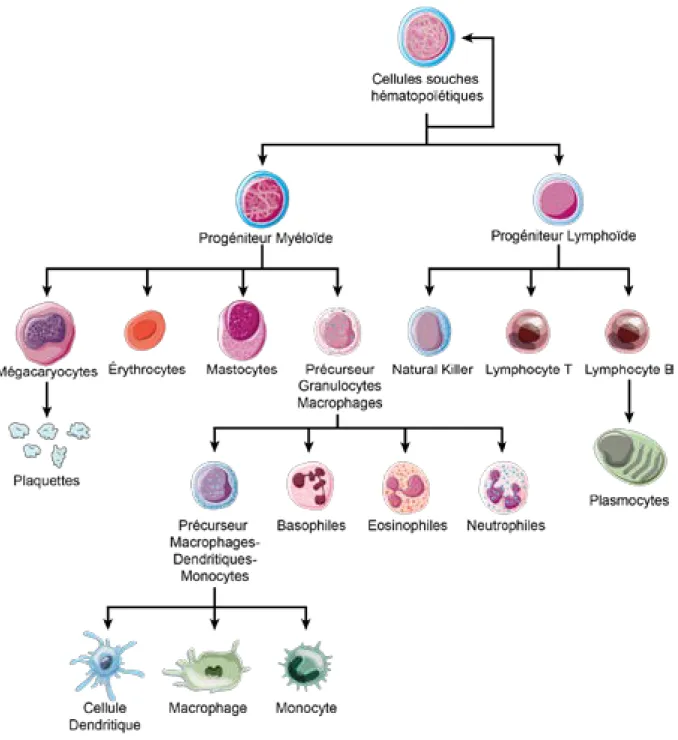 Figure 8 : Résumé de la différenciation des cellules souches hématopoïétiques. 