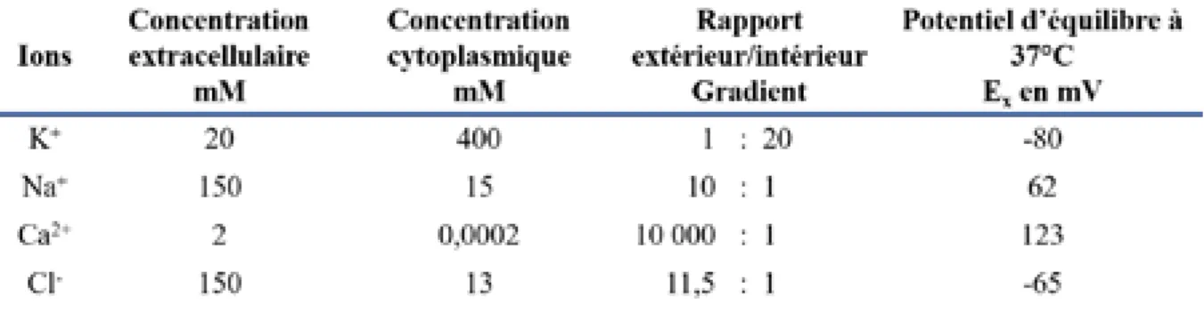 Tableau 2 : Valeurs moyennes des concentrations extra et intracellulaires des ions et leurs  valeurs associées de potentiel d’équilibre