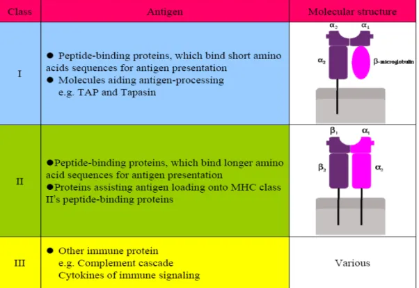 Table 1. Three MHC gene subgroups and their functions. 