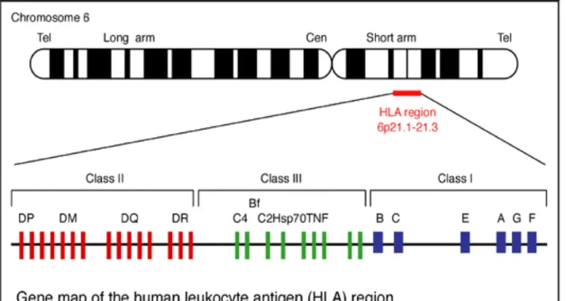 Figure 5. Gene map of the human leukocyte antigen (HLA) region. 