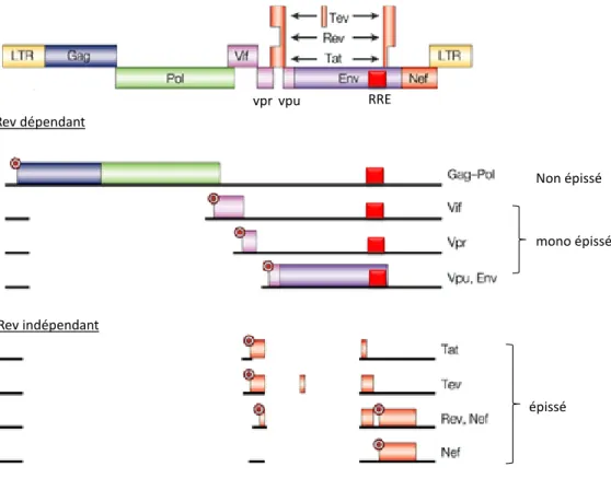 Figure  16.    Transcription  du  VIH-1.  Le  génome  viral  contient  plusieurs  ORFs  codant  pour  seize  protéines, issus d’au moins dix transcrits