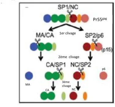 Figure 19. Clivage du précurseur gag. Processus séquentiel de clivage de gag par la protéase virale  [58]