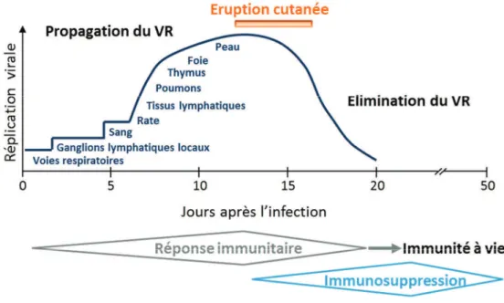 Figure 2 : Propagation du virus de la rougeole et immunité 