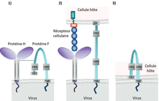 Figure 8 : Processus de fusion pour l’entrée du virus de la rougeole 