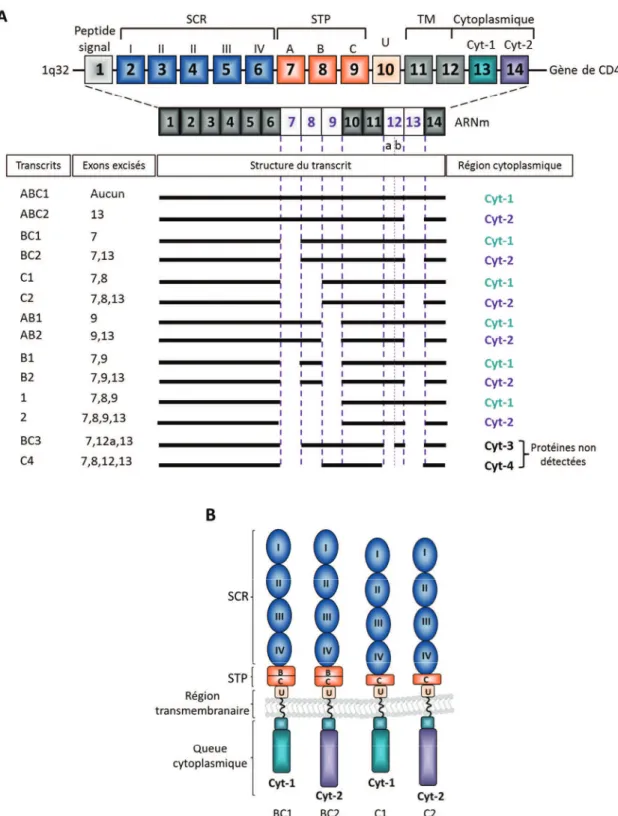 Figure 10: Structure du gène, des ARNm et de la protéine CD46 