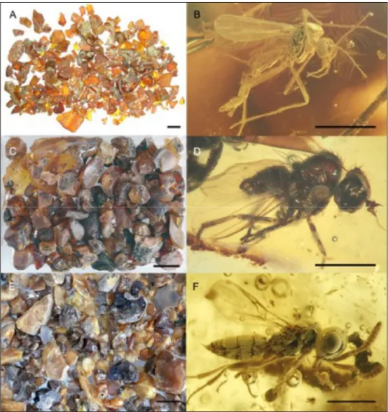 Fig. 2. Representative amber samples and insect inclusions from France. A-B. Eocene amber of Oise; B
