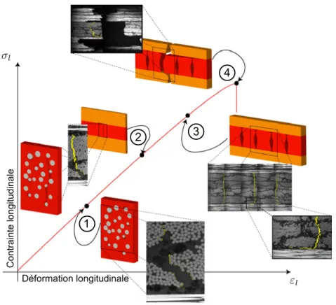 Figure 1.3: Courbe mod`ele pour la description du sc´enario d’endommagement d’un composite stratifi´e [0/90] s lors d’un essai de traction (Huchette, 2005)