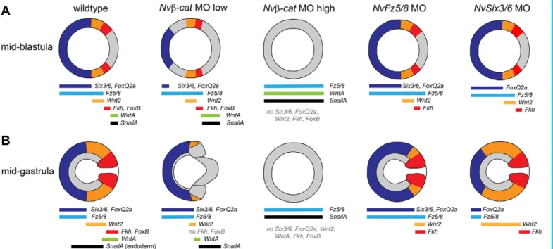 Fig. 8. Summary of the changes in gene expression in Nvβ-c at, NvFz5/8 and NvSix3/6 knockdown animals