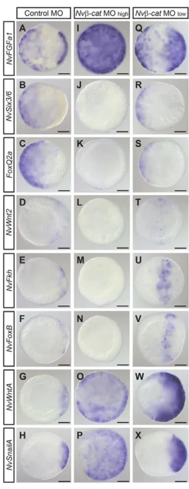 Fig. 3. Nvβ-cat is required for the establishment of oral and aboral patterning systems