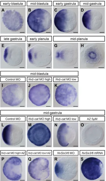 Fig. S2). From late blastula until mid-gastrula stage the NvFz5/8 expression pattern is highly similar to that of NvSix3/6 (Fig