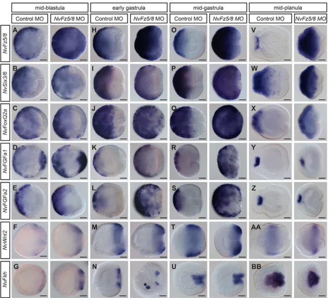 Fig. 6. NvFz5/8 limits the size of the aboral domain during gastrulation. (A-BB) Lateral views (aboral pole to the left) of in situ hybridizations at the stages indicated above