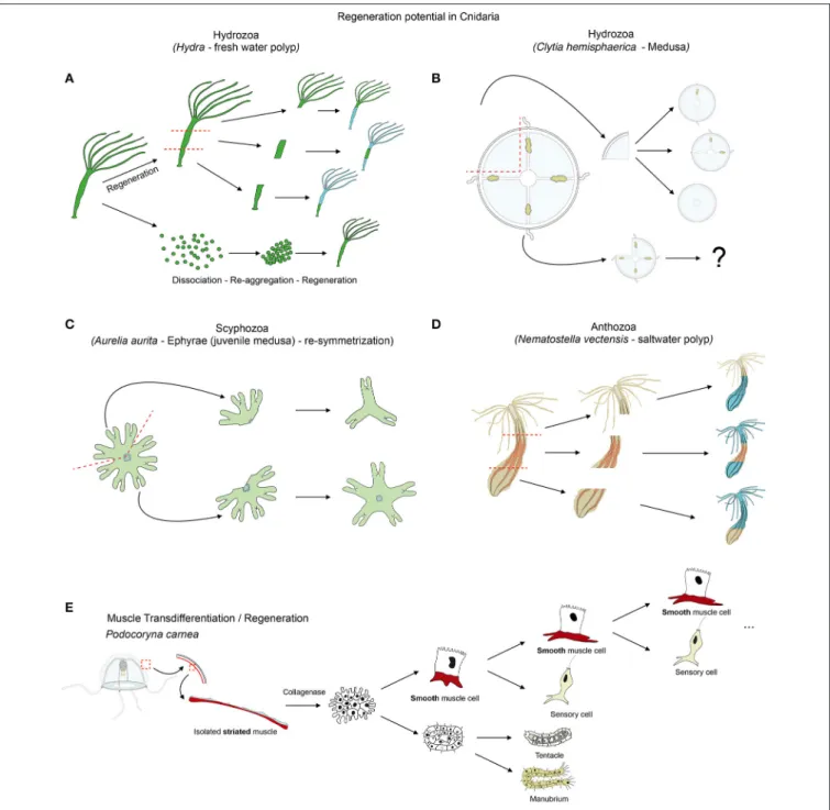 FIGURE 6 | Cnidarian regeneration potential. Regenerative capacities of (A) Hydra, (B) Clytia medusa and (D) Nematostella as cnidarian representatives.