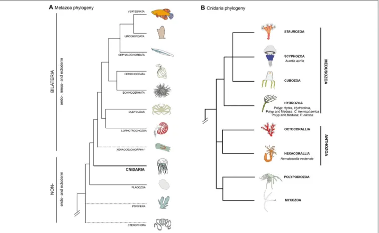 FIGURE 1 | Bilaterian and cnidarian phyolgenies. (A) Metazoan phylogeny, highlighting the pivotal position of cnidarians as the sister group to extant bilaterian animals