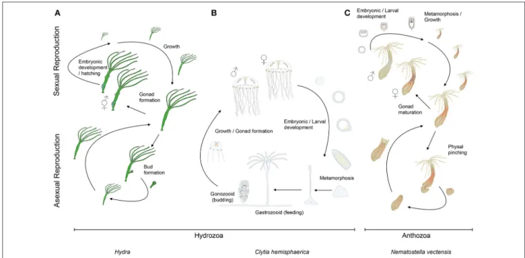 FIGURE 2 | Cnidarian life cycles. The life cycles of (A) the solitary fresh water polyp Hydra, (B) the marine jellyfish Clytia (both hydrozoans) and (C) the anthozoan polyp Nematostella