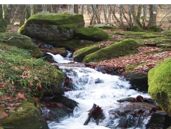 Figure 1.  Example of a typical forested headwater stream in the Montagne Noire, France