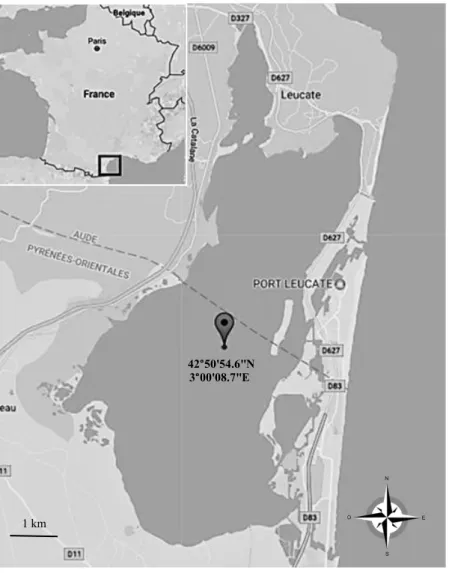 Fig S1: Location of the sampling site within the Salses-Leucate Mediterranean lagoon. 