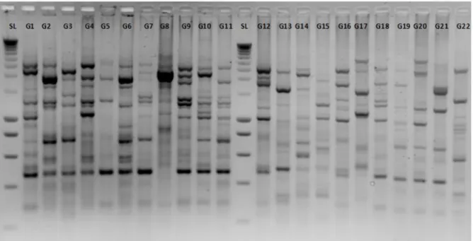 Fig S3: Agarose gel electrophoresis of V. mediterranei isolates using ERIC 1R and ERIC 2 primers