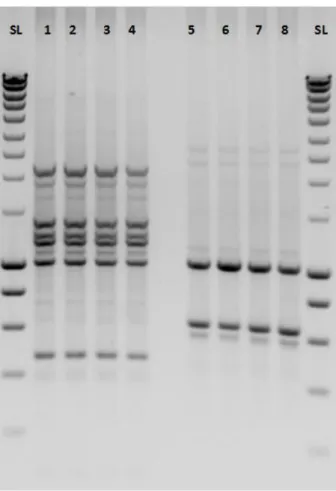Fig S4: Agarose gel electrophoresis of Genotype 1 V. mediterranei isolates using: ERIC 1R and ERIC  2 (lanes 1-4); BOX A1R (5-8)