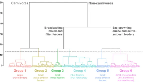 Fig. 1. Identification of functional groups among the 191 most representative copepod species of the Mediterranean Sea from hierarchical clustering on the first four axes of the MCA based on four functional traits (class of maximum body length, binary trop
