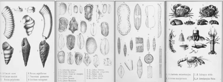 FIG 4 Publication record of Les Fonds de la Mer (based on Rehder (1946)) and the numbers of species descrip- descrip-tions, currently considered valid original descripdescrip-tions, published in Les Fonds de la Mer by year (from WoRMS (2020))