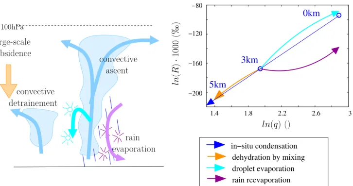 Figure 1: Schematic showing the influence of different processes on q and δD v . Condensation and immediate loss of condensate in convective updrafts leads to drying and depleting the water vapor following Rayleigh distillation (blue)