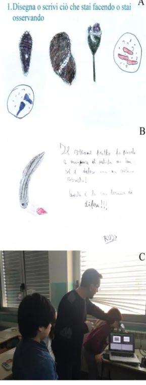 Fig. 4. (A) Drawing by an eight-year-old child of protists observed under the microscope