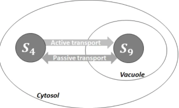 Figure 2: S 4 is the glucose in the cytosol transported to the vacuole as S 9 via an active (unidirectional transport) and passive (reversible transport).