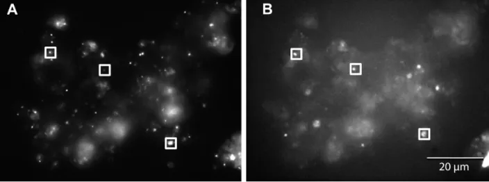 Fig. 1. (A) Particle-attached bacteria stained with DAPI and (B) infrared emission (&gt; 850 nm) of the sample
