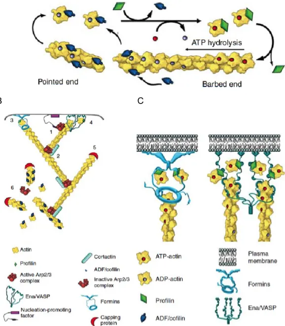 Figure 7. Dynamics of actin filaments. A. Actin polymerization. B. Actin regulation. 