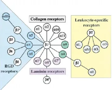 Figure 9. Integrins ligands and intracellular dynamics. Different αβ pairs and their  ligands (Modified from Hynes 2002)