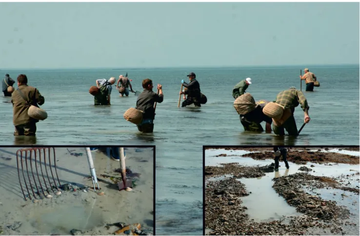 Figure 1. Photograph of fishermen using pebble forks to catch the target species Venus verrucosa and the three main fishing gears used for warty venus fishing (photographic credit: Jacques Gallet and Denis Galbadon, APP2R).