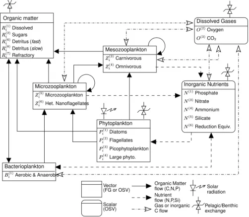 Figure 2. Scheme of the pelagic interactions of the ERSEM III model. Each functional group is mathematically treated as a vector whose components are the content of C, N, P, and Si (only for diatoms), e.g